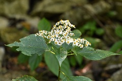 Schistocarpha longiligula