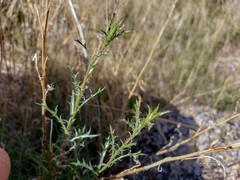 Xanthisma spinulosum gooddingii