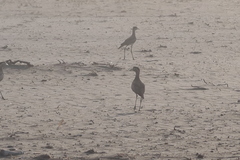 Burhinus superciliaris