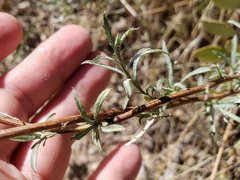 Xanthisma spinulosum gooddingii