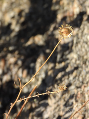 Xanthisma spinulosum gooddingii
