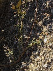 Xanthisma spinulosum gooddingii