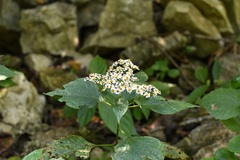 Schistocarpha longiligula