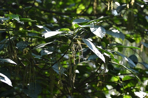 Myriocarpa cordifolia