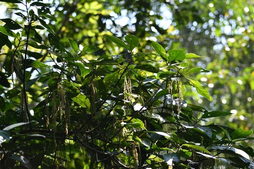 Myriocarpa cordifolia, photograph 2