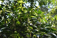Myriocarpa cordifolia