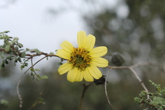 Simsia rhombifolia
