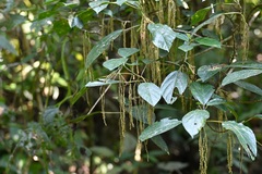 Myriocarpa cordifolia