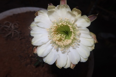 Haageocereus decumbens