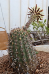 Haageocereus decumbens