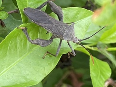 Pseudomictis distinctus
