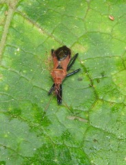 Gminatus wallengreni