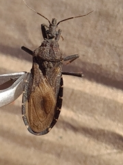 Triatoma platensis