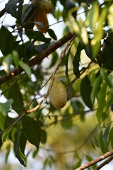 Tridimeris chiapensis