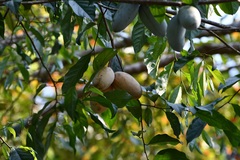 Tridimeris chiapensis