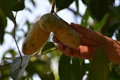 Tridimeris chiapensis