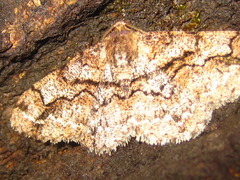 Satoblephara parvularia