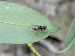 Betasyrphus serarius