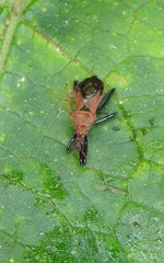 Gminatus wallengreni