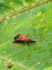 Gminatus wallengreni