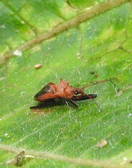 Gminatus wallengreni
