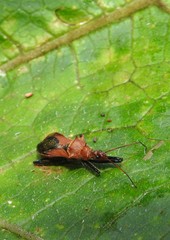 Gminatus wallengreni