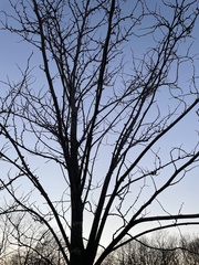 Cercis canadensis canadensis