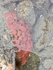 Aplidium solidum