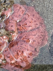 Aplidium solidum