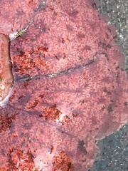 Aplidium solidum