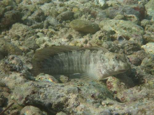 Istiblennius edentulus