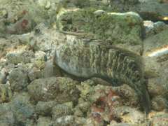 Istiblennius edentulus