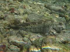 Istiblennius edentulus