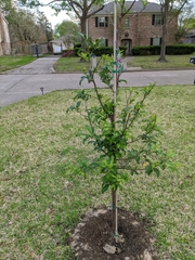 Prunus salicina