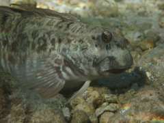 Istiblennius edentulus