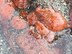 Aplidium solidum