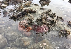 Aplidium solidum