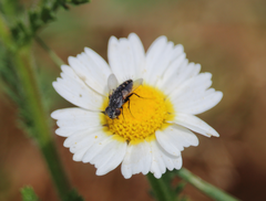 Opsidia intonsa