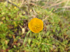 Ranunculus paludosus