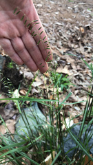 Melica mutica