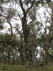 Eucalyptus goniocalyx