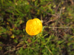 Ranunculus paludosus