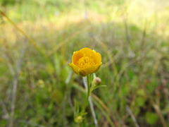 Ranunculus paludosus