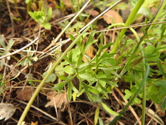Ranunculus paludosus