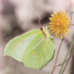 Gonepteryx rhamni