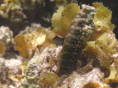 Salarias fasciatus