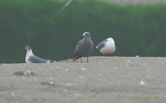 Leucophaeus modestus