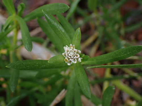 Blutaparon vermiculare