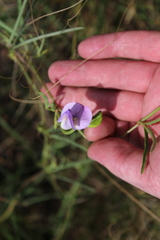 Dolichos angustifolius