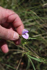Dolichos angustifolius
